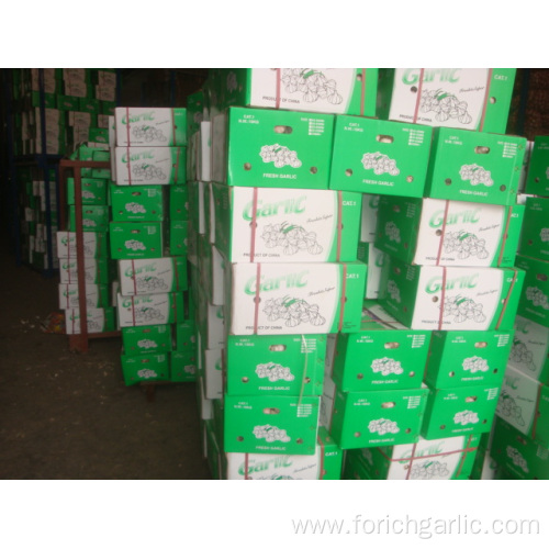 Big Size Normal Garlic15 16pcs bag10kg carton